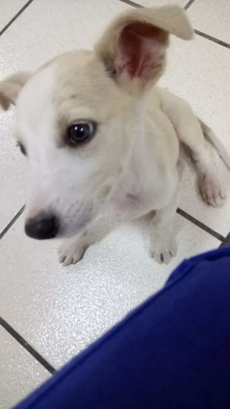 Cachorro ra a Vira Lata idade 2 a 6 meses nome Jingle