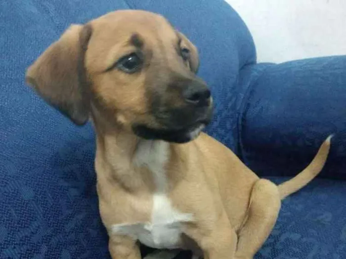 Cachorro ra a SRF idade 2 a 6 meses nome Zézé