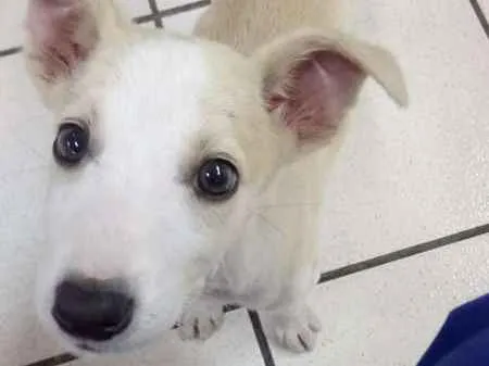 Cachorro ra a Vira Lata idade 2 a 6 meses nome Jingle