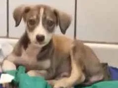 Cachorro ra a Vira lata idade 2 a 6 meses nome Bell