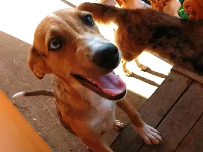 Cachorro ra a Vira Lata idade 2 a 6 meses nome Gamora