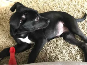 Cachorro raça SRD idade 2 a 6 meses nome Tieta