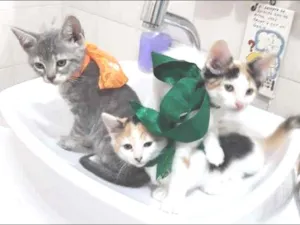 Gato raça  idade 2 a 6 meses nome sofia sara salomé