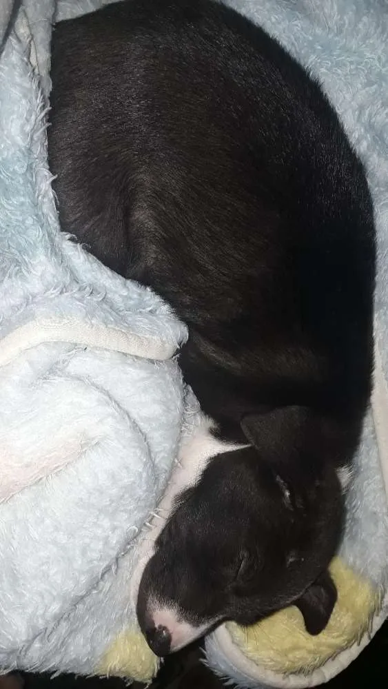Cachorro ra a srd idade 2 a 6 meses nome sem nome