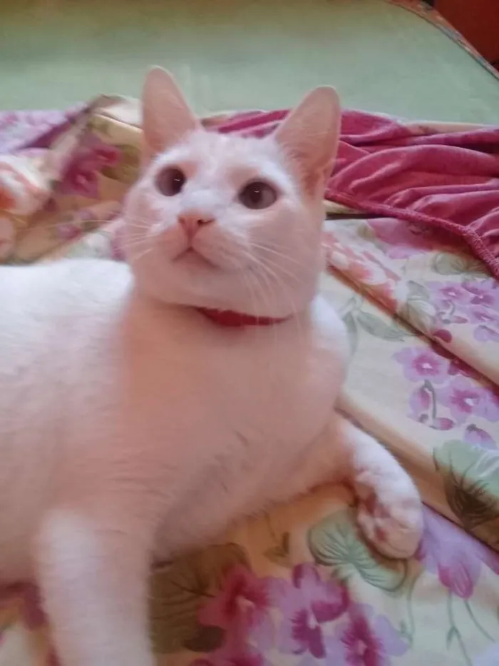 Gato ra a SRD idade 3 anos nome Fifo