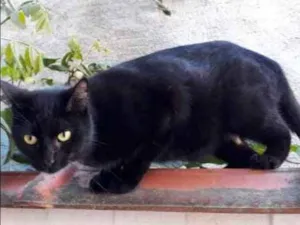 Gato raça Desconhecida idade  nome Sem nome