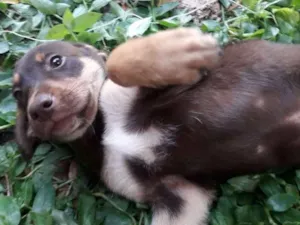 Cachorro raça sem raça idade 2 a 6 meses nome Sem nome