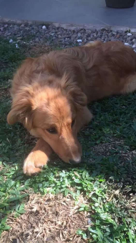 Cachorro ra a Mestiço Golden Retriever idade 7 a 11 meses nome Dudu