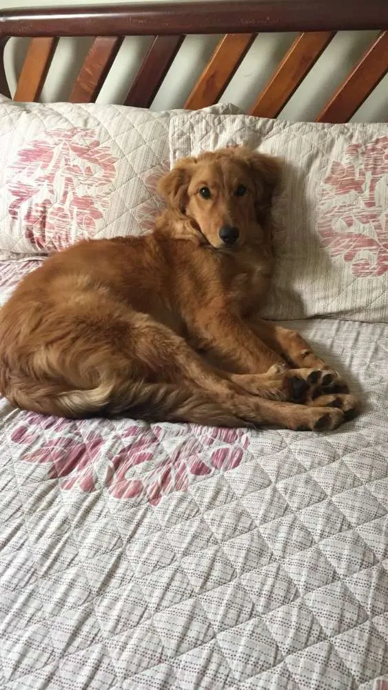 Cachorro ra a Mestiço Golden Retriever idade 7 a 11 meses nome Dudu