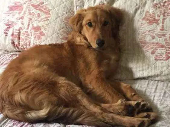 Cachorro ra a Mestiço Golden Retriever idade 7 a 11 meses nome Dudu
