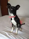 Belinha
