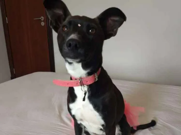 Cachorro ra a SRD idade 1 ano nome Belinha