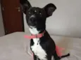 Belinha