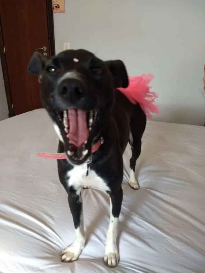 Cachorro ra a SRD idade 1 ano nome Belinha