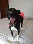 Belinha