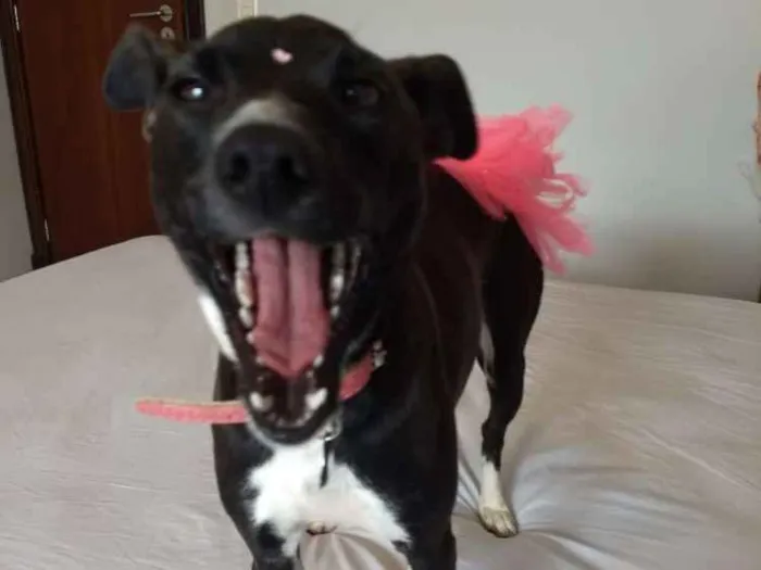 Cachorro ra a SRD idade 1 ano nome Belinha