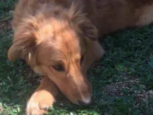 Cachorro raça Mestiço Golden Retriever idade 7 a 11 meses nome Dudu