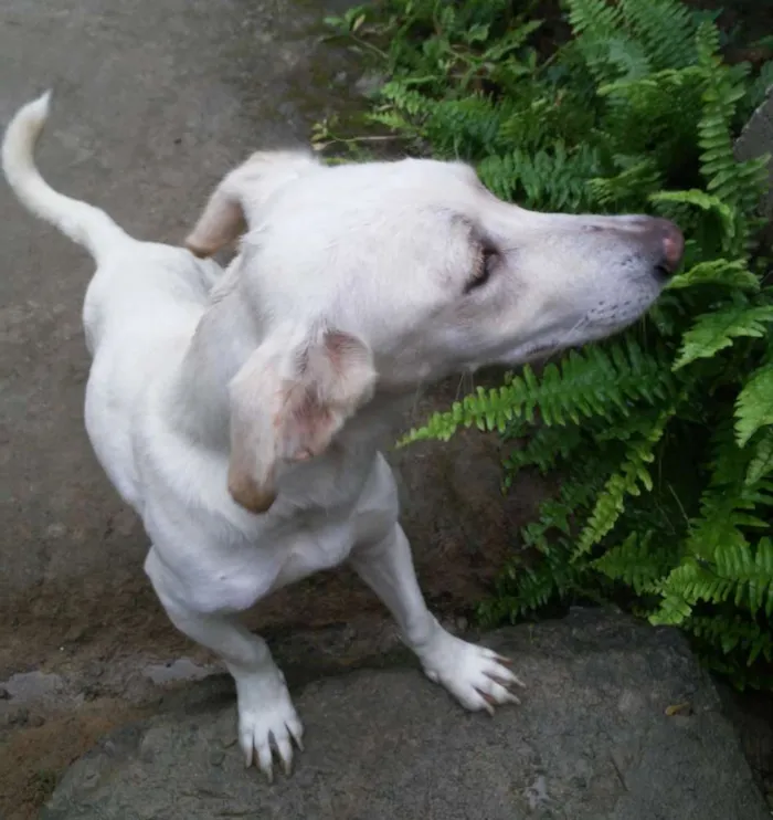 Cachorro ra a Mestiço de basset com viralata idade 1 ano nome Suzy