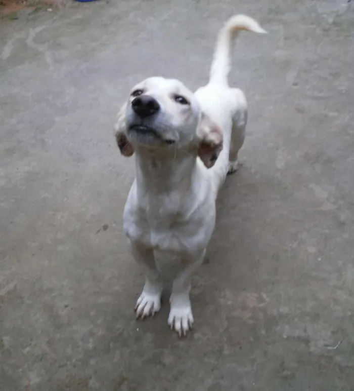 Cachorro ra a Mestiço de basset com viralata idade 1 ano nome Suzy