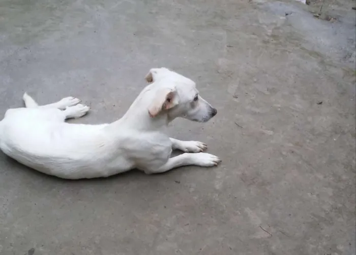 Cachorro ra a Mestiço de basset com viralata idade 1 ano nome Suzy