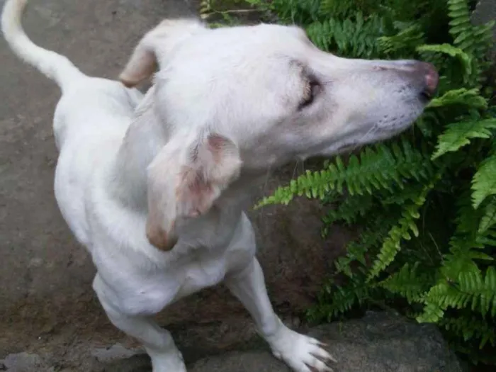 Cachorro ra a Mestiço de basset com viralata idade 1 ano nome Suzy