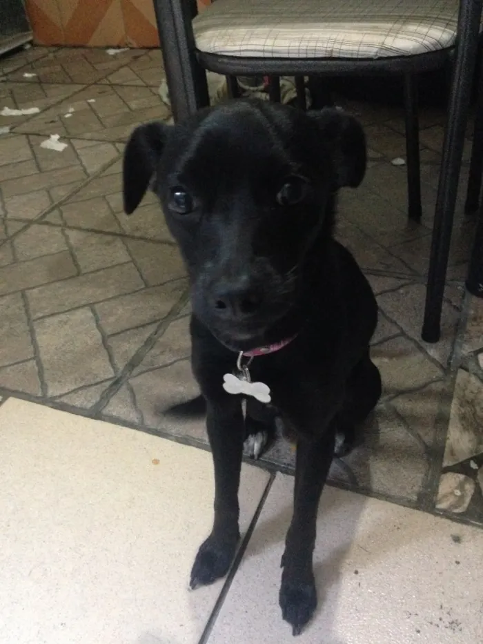 Cachorro ra a SDV idade 2 a 6 meses nome Blue