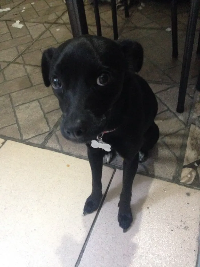 Cachorro ra a SDV idade 2 a 6 meses nome Blue