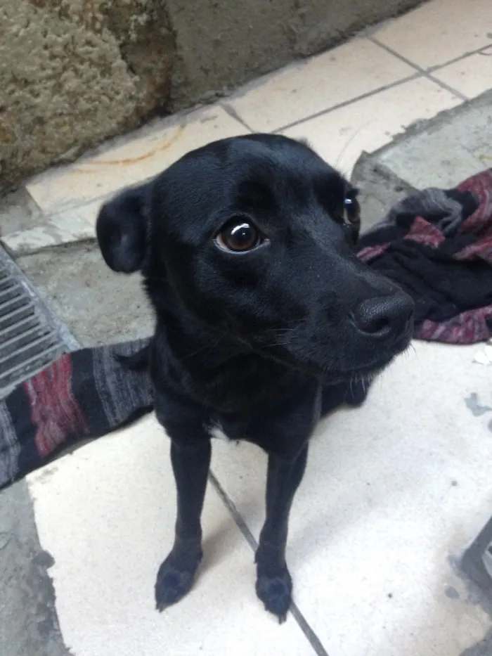 Cachorro ra a SDV idade 2 a 6 meses nome Blue