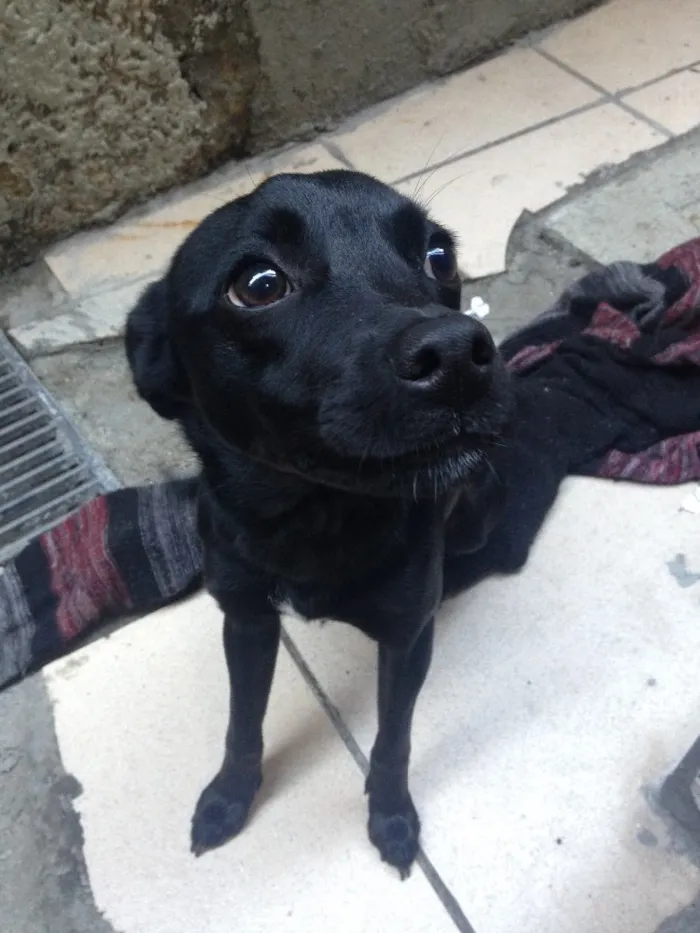 Cachorro ra a SDV idade 2 a 6 meses nome Blue