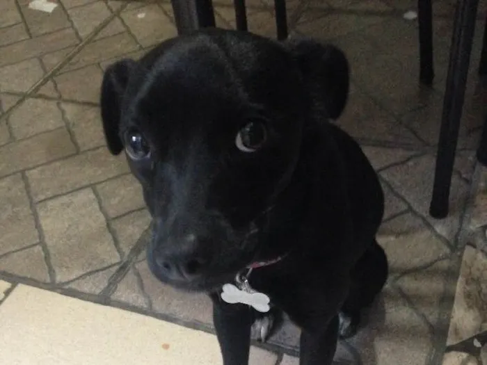 Cachorro ra a SDV idade 2 a 6 meses nome Blue