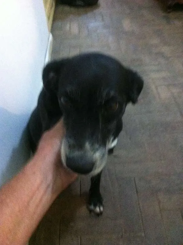 Cachorro raça viralata idade 6 ou mais anos nome Preta