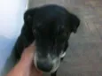 Preta