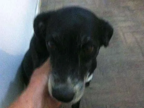Cachorro raça viralata idade 6 ou mais anos nome Preta