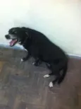 Preta
