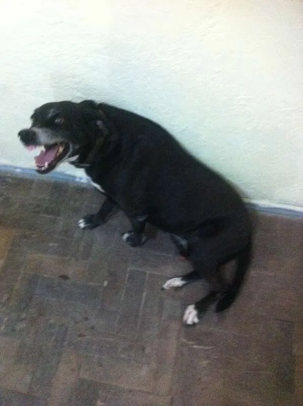 Cachorro raça viralata idade 6 ou mais anos nome Preta