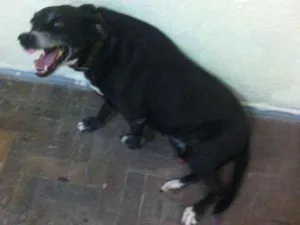 Cachorro raça viralata idade 6 ou mais anos nome Preta