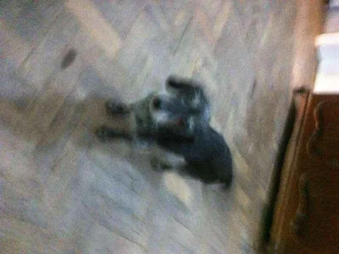 Cachorro raça viralata idade 6 ou mais anos nome Preta