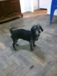 Poli