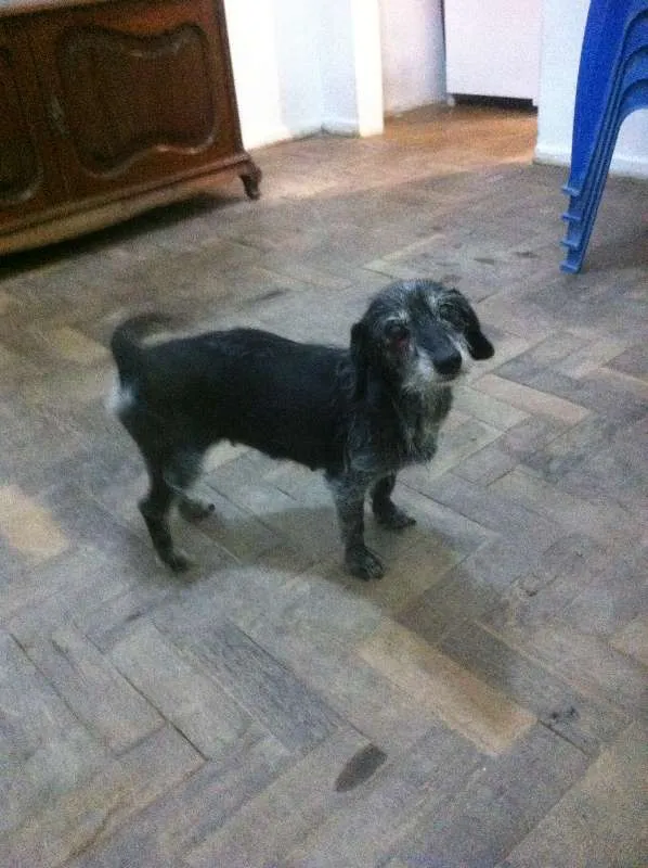 Cachorro raça viralata idade 6 ou mais anos nome Poli