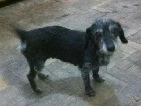 Cachorro raça viralata idade 6 ou mais anos nome Poli