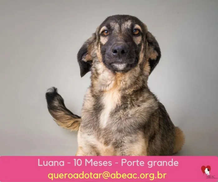 Cachorro ra a  idade 7 a 11 meses nome Luana Filhote