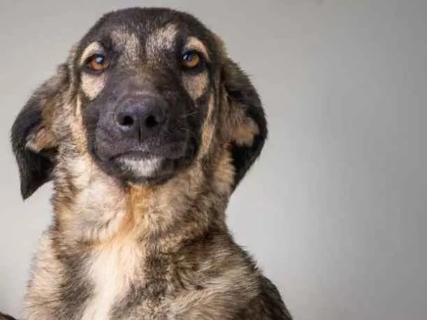 Cachorro ra a  idade 7 a 11 meses nome Luana Filhote