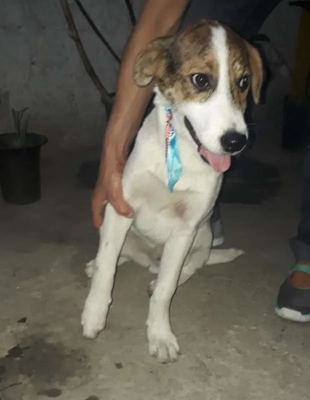 Cachorro ra a srd idade 2 a 6 meses nome Romeu