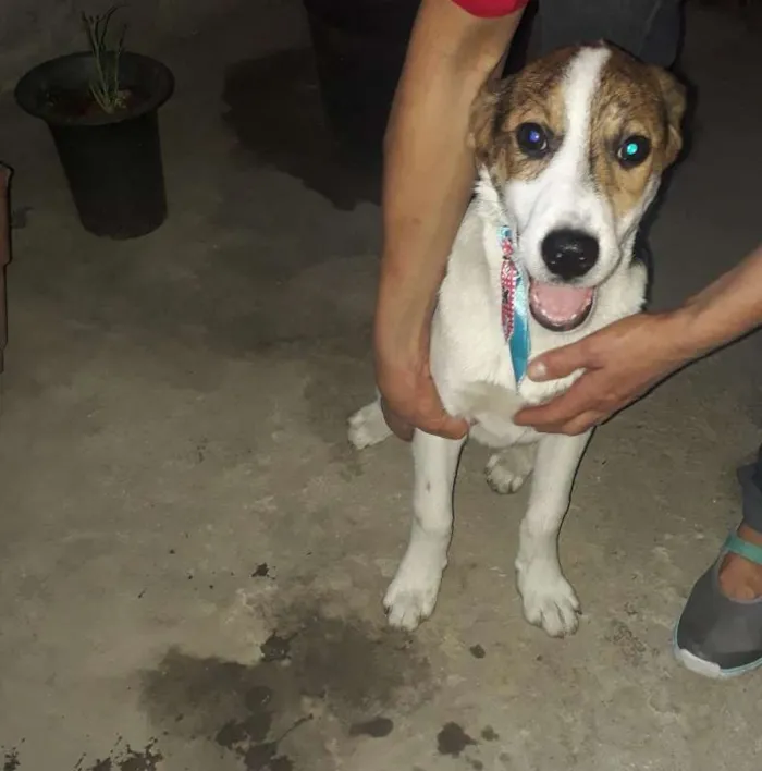 Cachorro ra a srd idade 2 a 6 meses nome Romeu