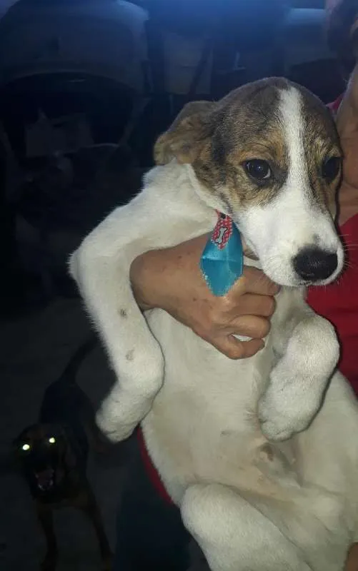 Cachorro ra a srd idade 2 a 6 meses nome Romeu