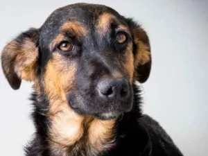 Cachorro raça  idade 7 a 11 meses nome Paloma Filhote