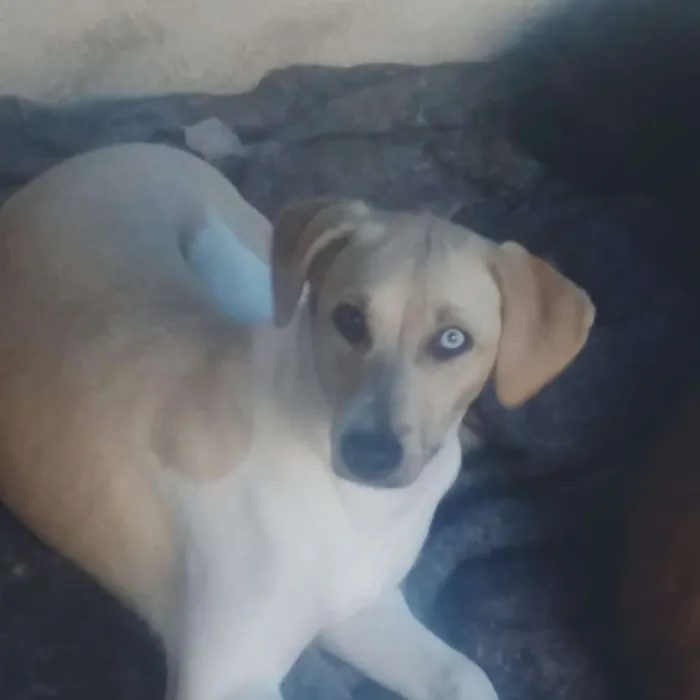 Cachorro ra a vira latas idade 2 a 6 meses nome Pedrita
