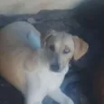 Pedrita