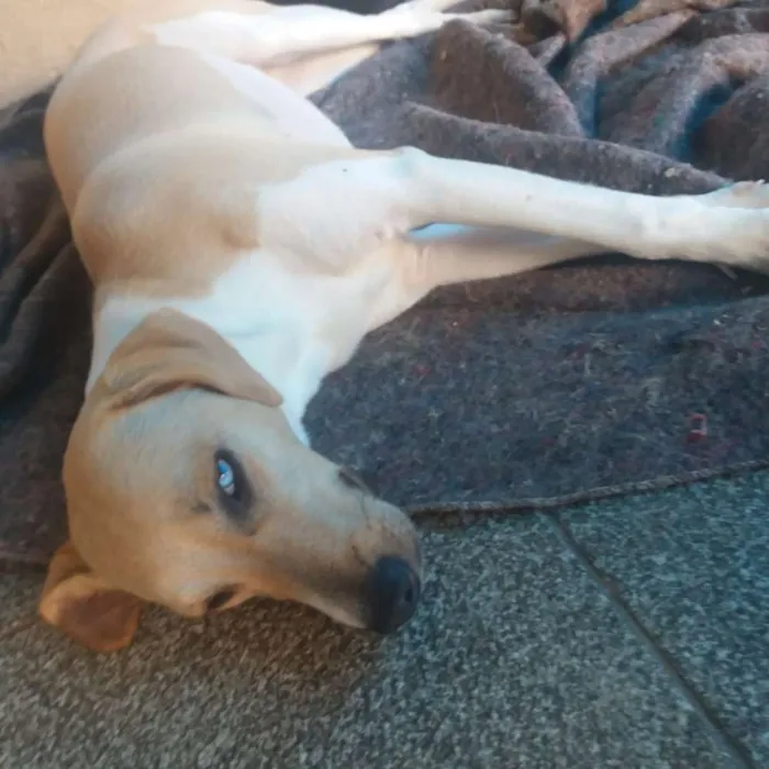 Cachorro ra a vira latas idade 2 a 6 meses nome Pedrita