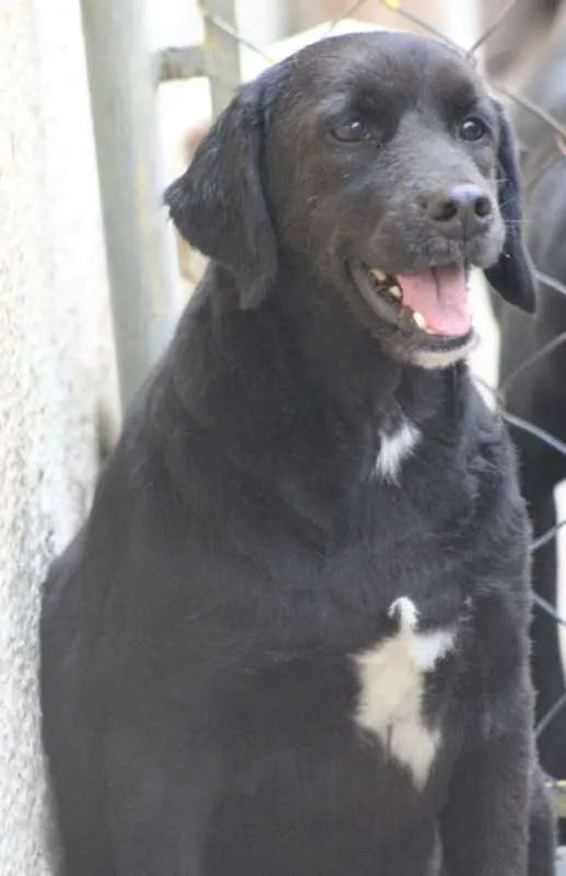 Cachorro ra a  idade 6 ou mais anos nome Teresa